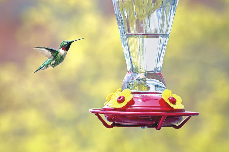 A Feeder Helps Only When You Maintain It