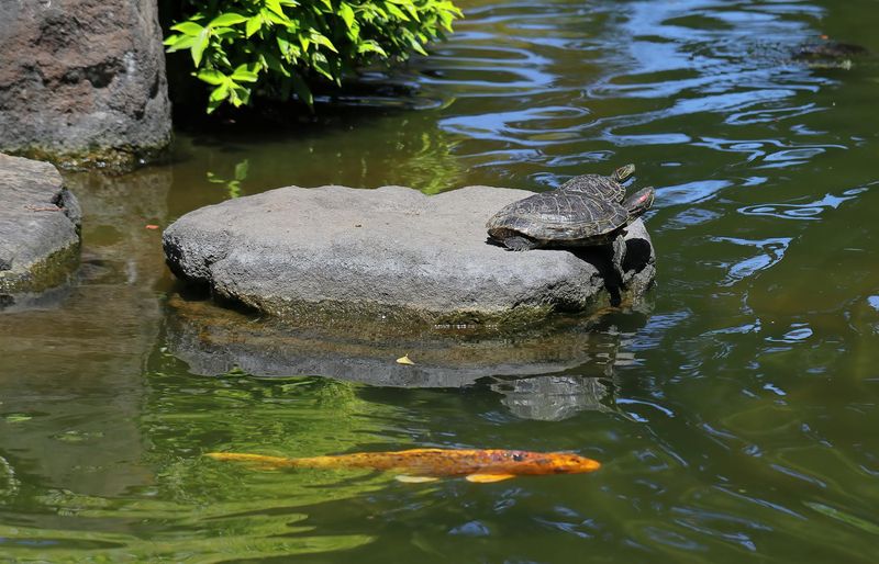 Treat the Turtle as One Part of a Living Pond