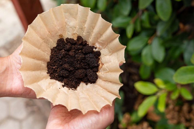 Used Coffee Grounds as a Slow Soil Booster