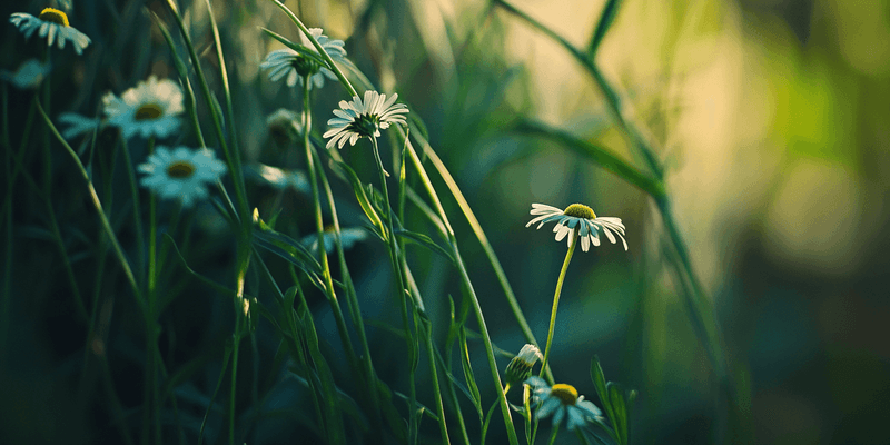 Chamomile