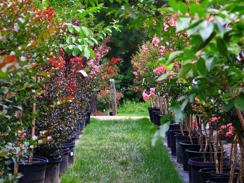 A fall-color tree starts with the right purchase