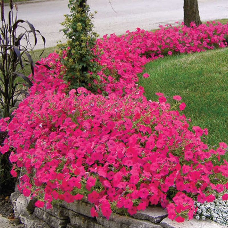Spreading Petunias