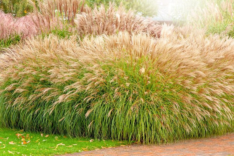 Ornamental Grasses