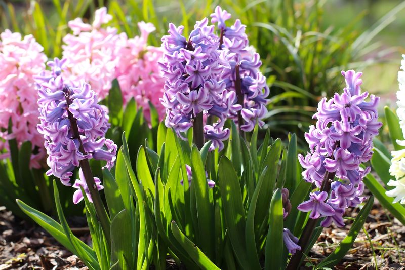 Hyacinths