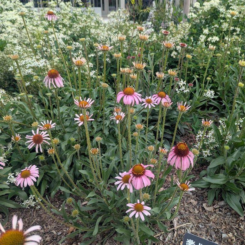 Cramped Between Aggressive Groundcovers