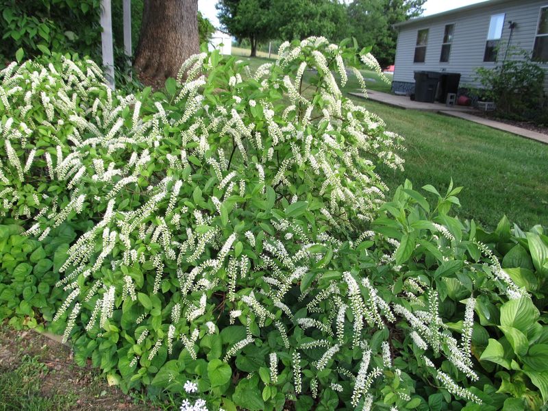 Virginia Sweetspire (Itea virginica)