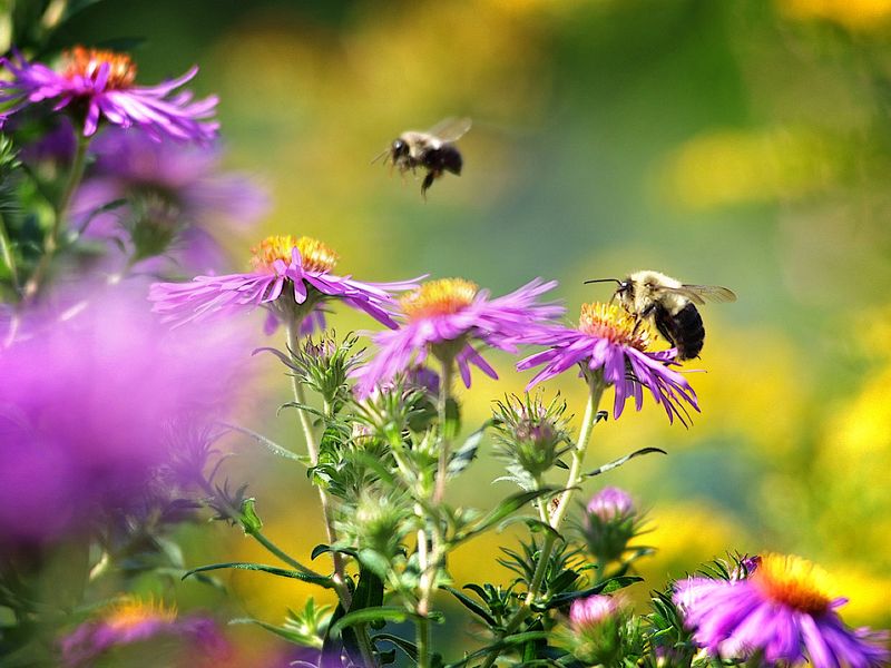 Use pineapple sage as one piece of a safer pollinator yard