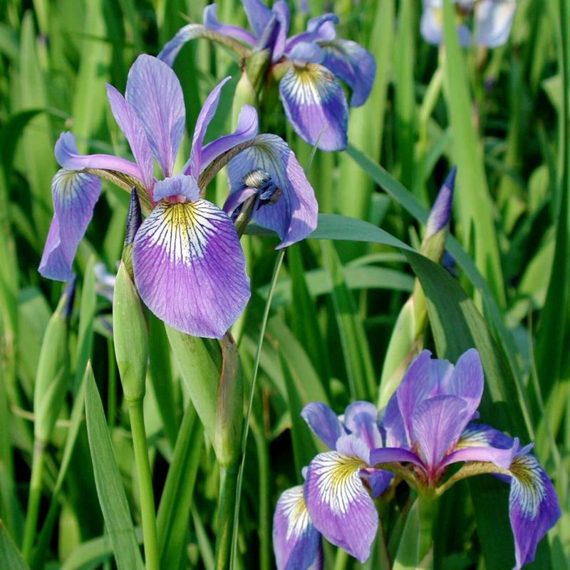Blue Flag Iris (Iris virginica)