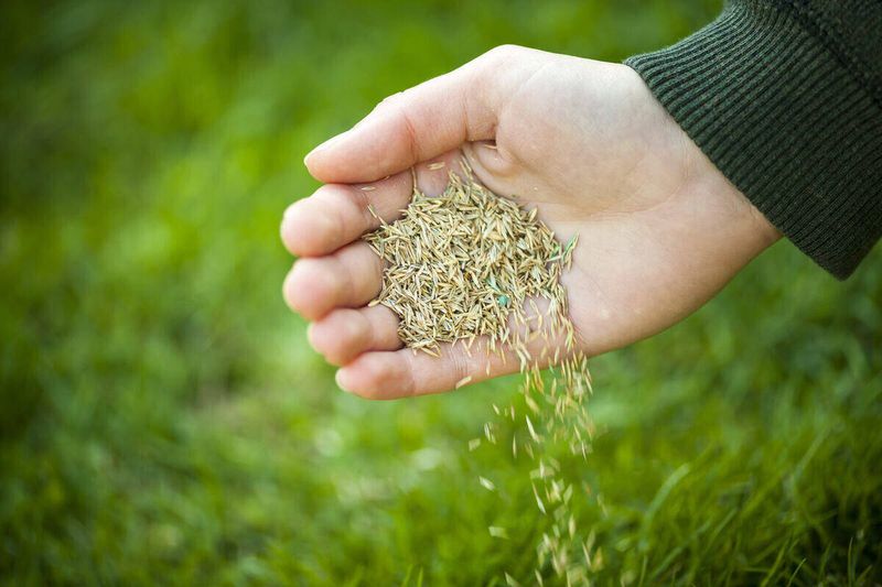 Treat seeding as the tighter deadline