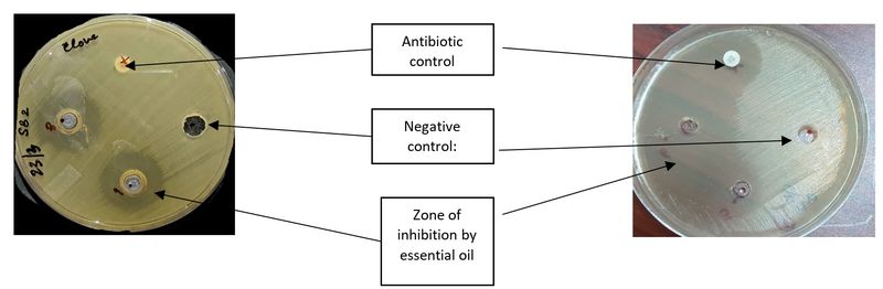 Laboratory inhibition is not real-world protection