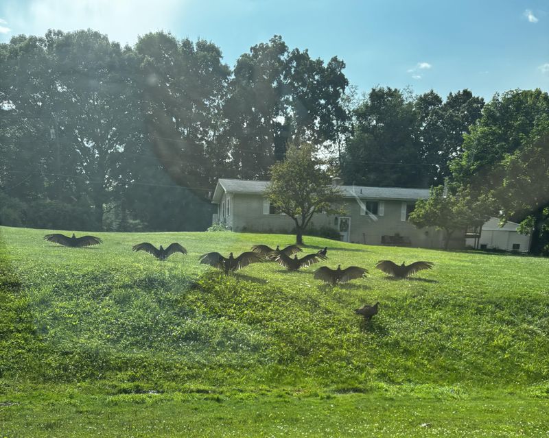 Look for the Attractant Before Assuming the Gathering Is a Threat