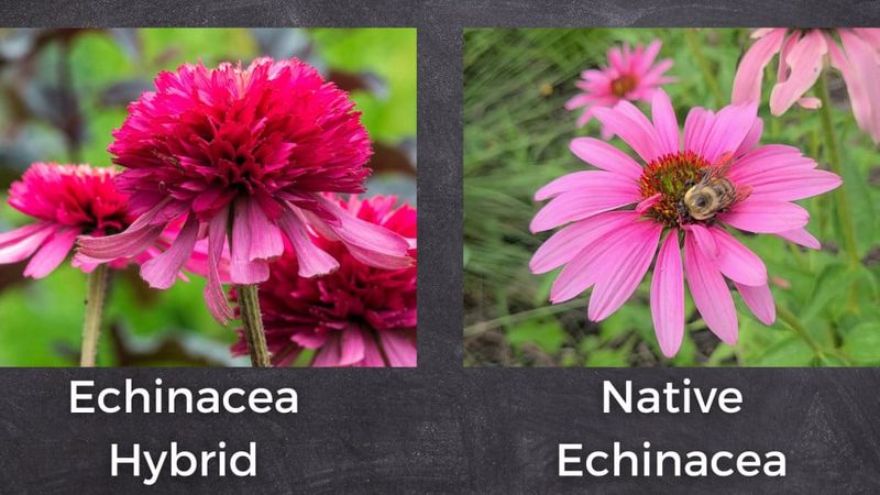 Choose Native Echinacea Over Fancy Hybrids