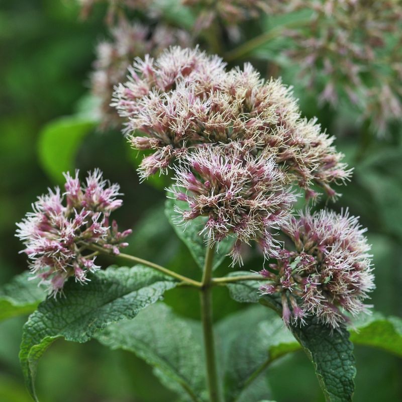 North Carolina blooms follow a local calendar