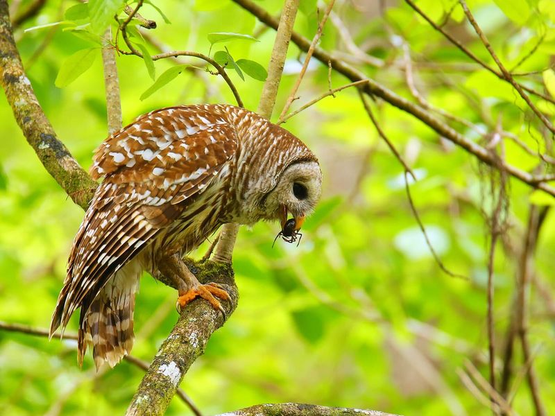 A Barred Owl’s diet is broader than mice