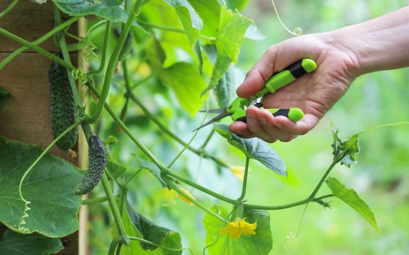 Pruning Cucumber Lateral Shoots