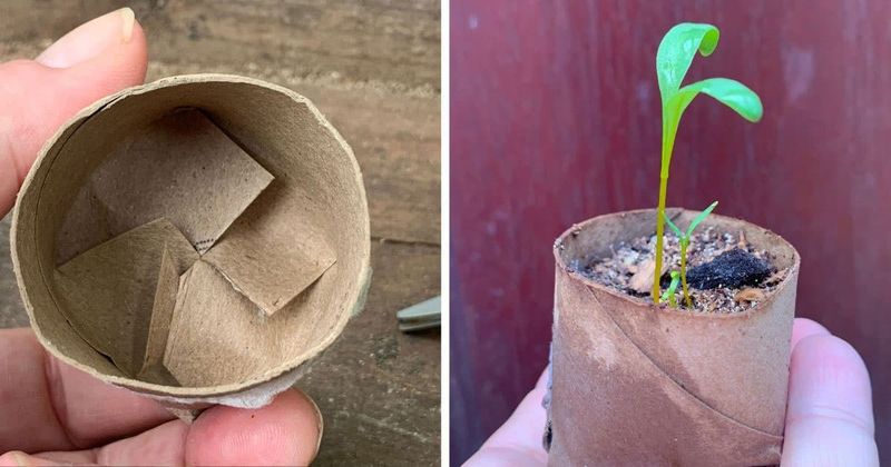Toilet Paper Roll Seed Pots