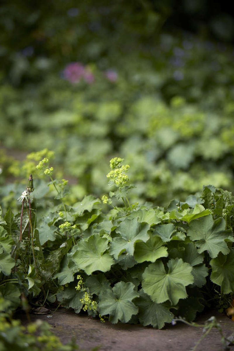 Lady's Mantle