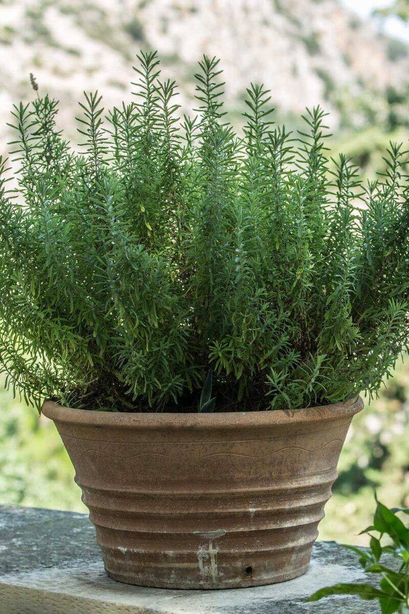 Rosemary (Salvia rosmarinus)