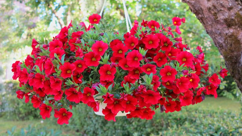 Petunia (Red trailing types)