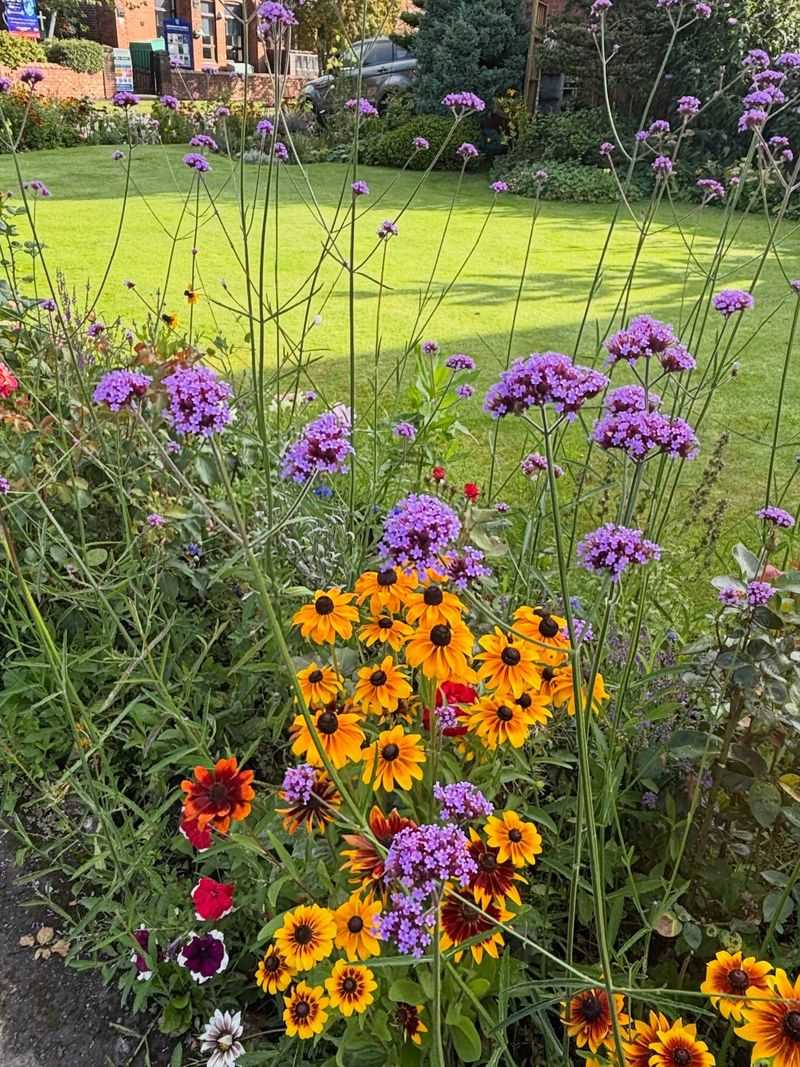 Verbena bonariensis