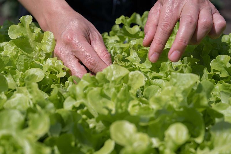 Harvest Early and Improve the Next Sowing