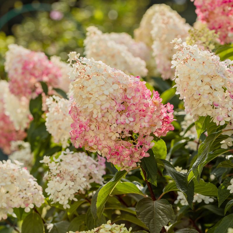 Hydrangea (Panicle varieties)