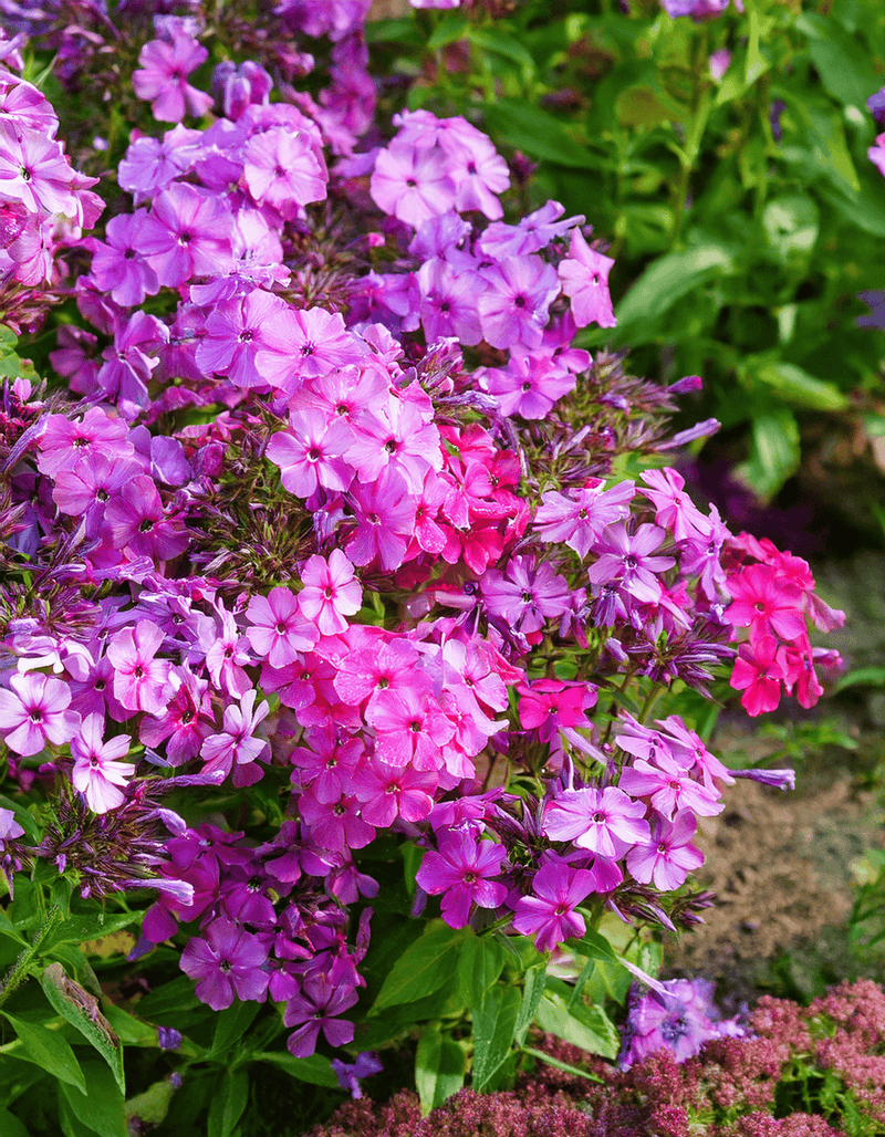 Garden Phlox