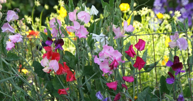 Sweet Peas