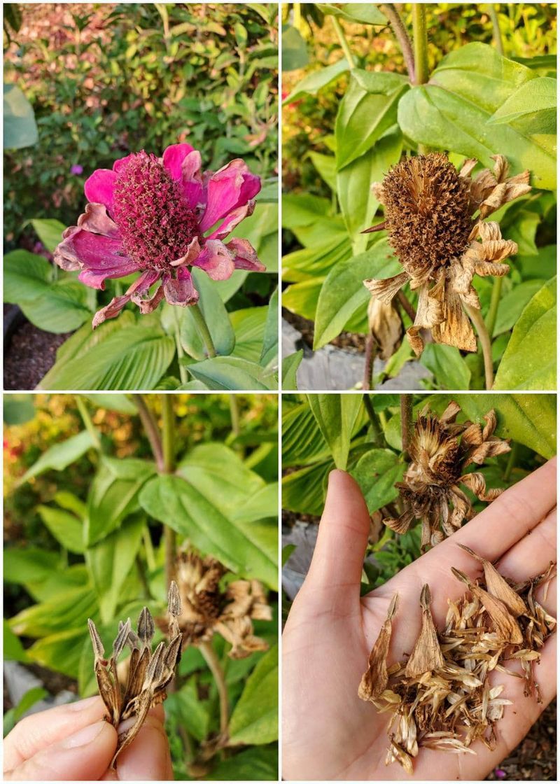 Crumble the dry head to release seed