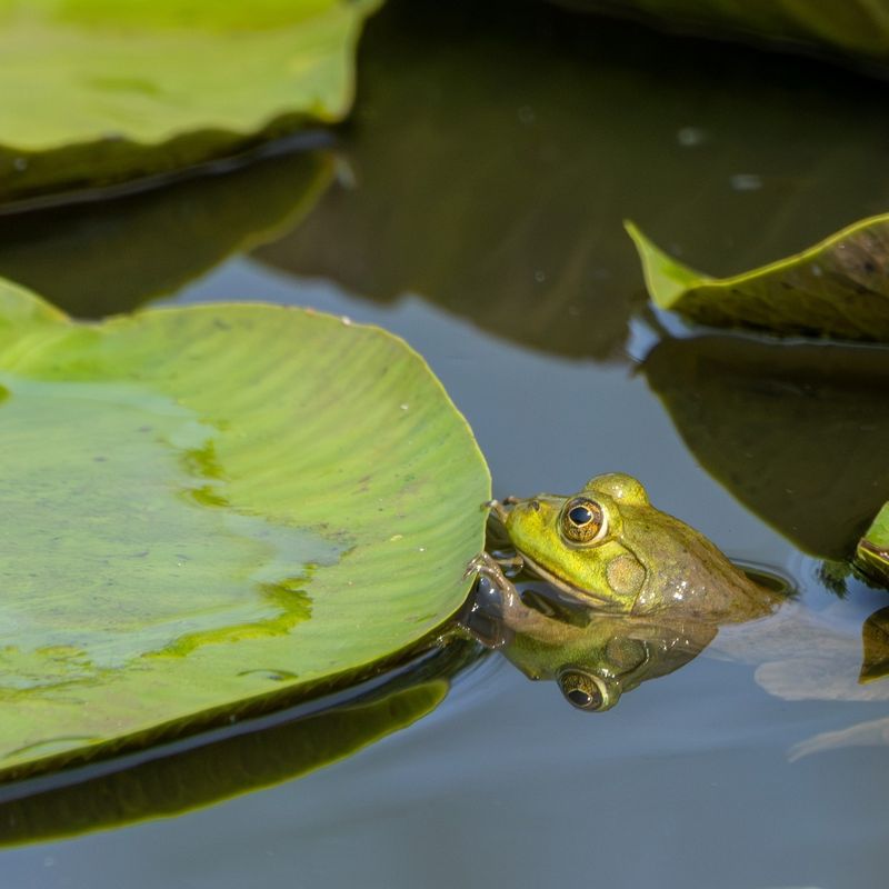 Frogs