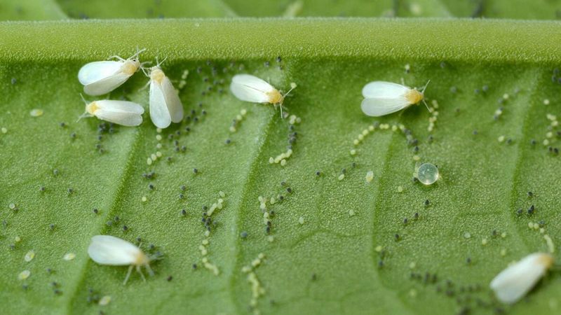 Whiteflies