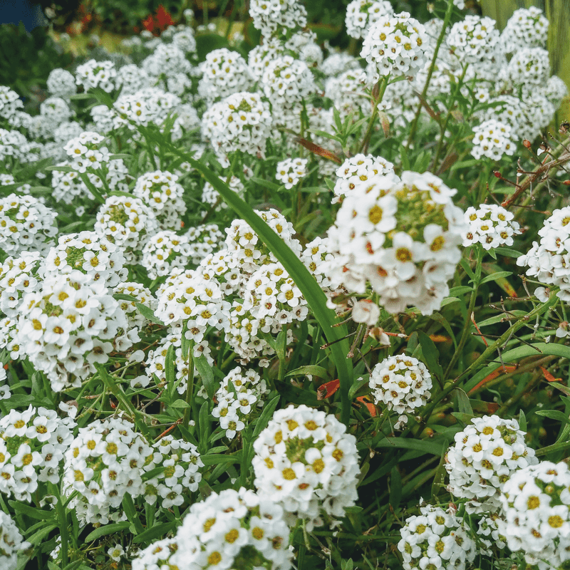 Sweet Alyssum