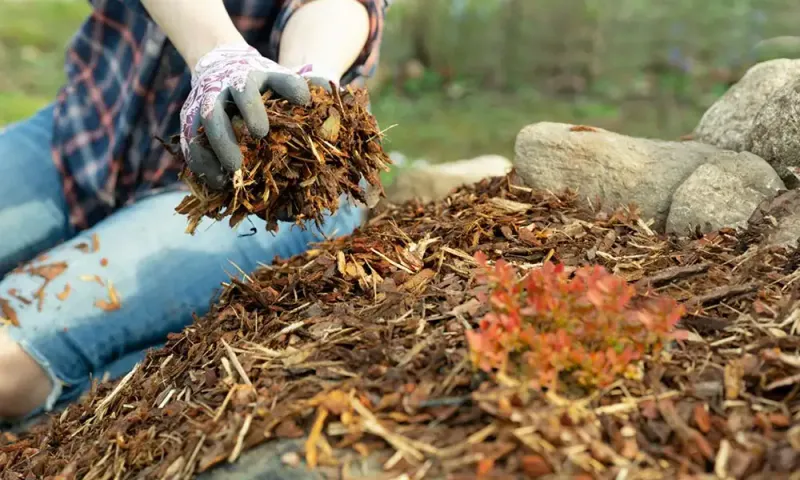 Preserve useful leaf cover elsewhere