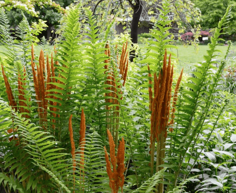Cinnamon Fern (Osmundastrum cinnamomeum)