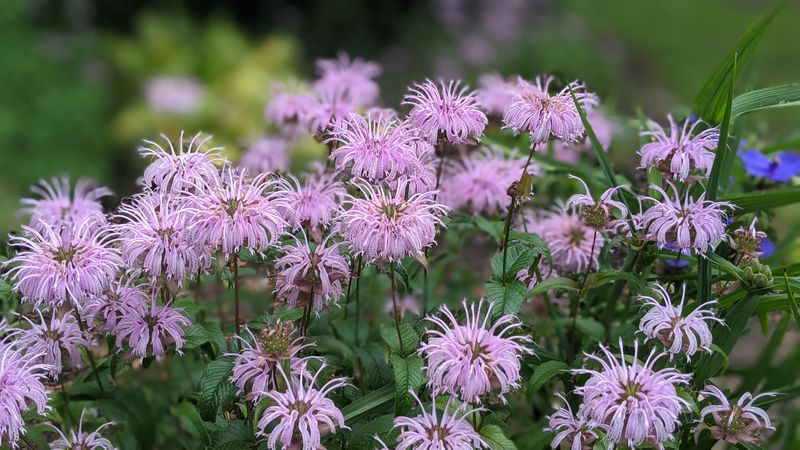 Wild Bergamot / Bee Balm (Monarda fistulosa)