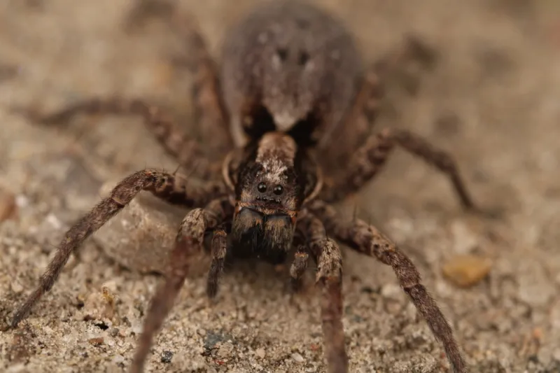 That Fast, Hairy Spider May Not Be a Wolf Spider