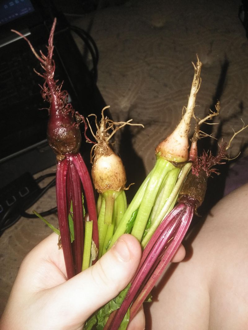 Feeding Too Much Nitrogen