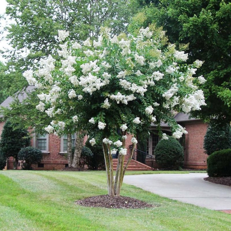 Crepe Myrtle