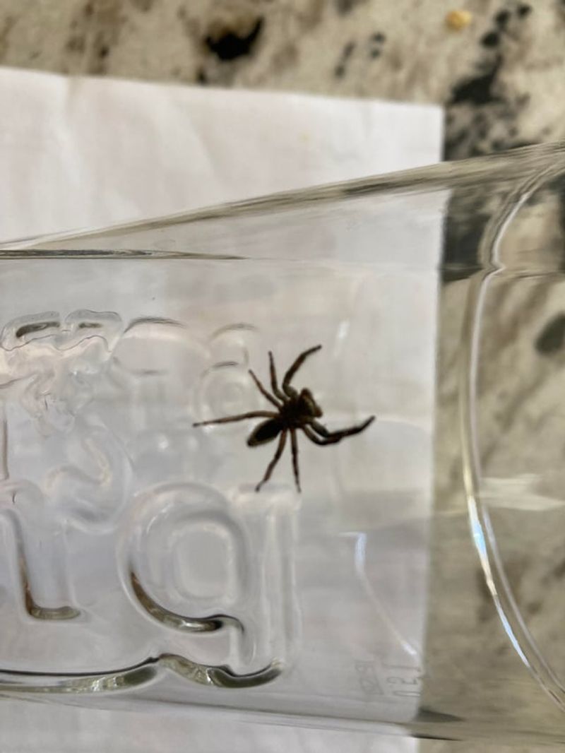 Use a container if you want the spider out