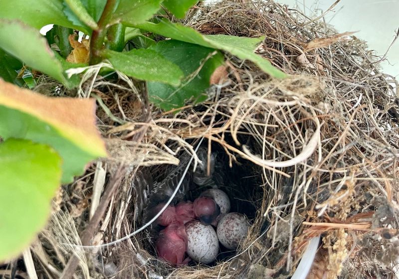 An active nest changes what a good steward should do