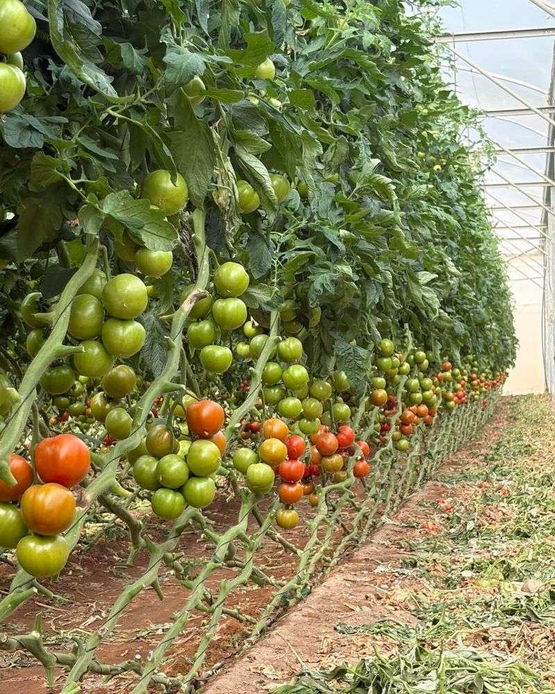 Too Much Fruit Load on the Plant