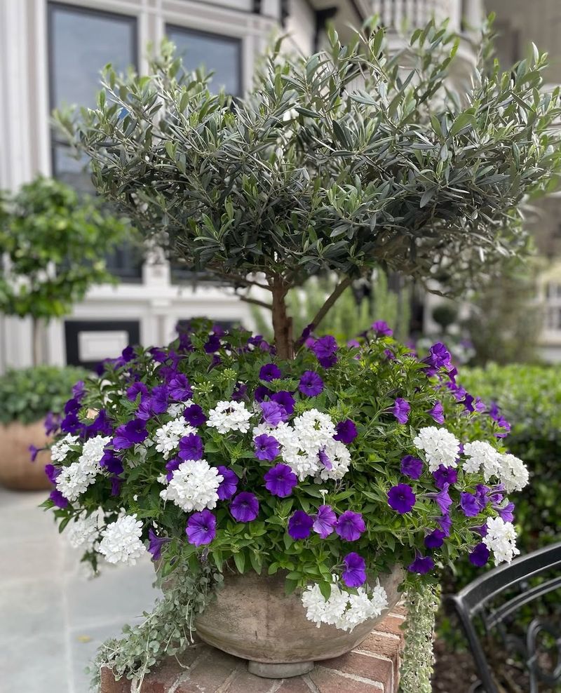Verbena