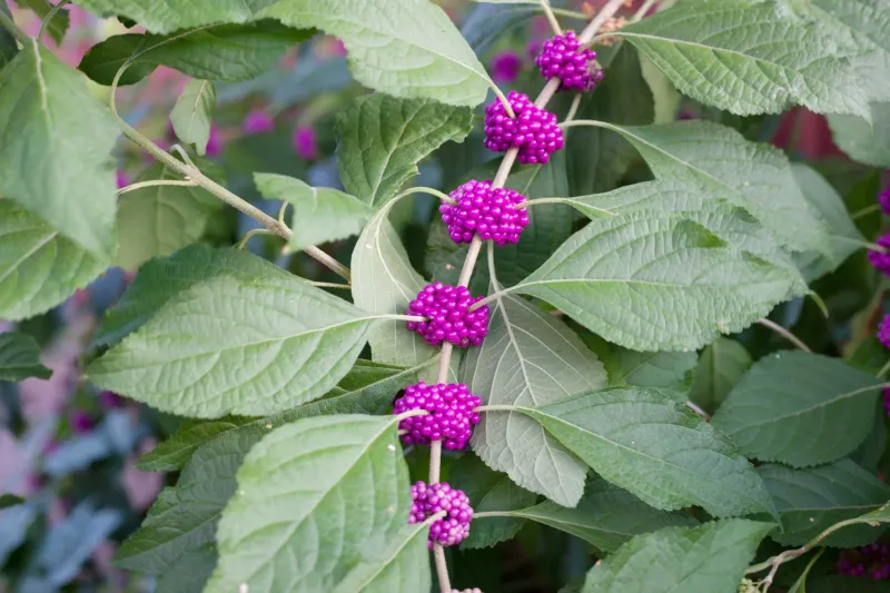 Fall planting starts establishment but does not eliminate follow-up care