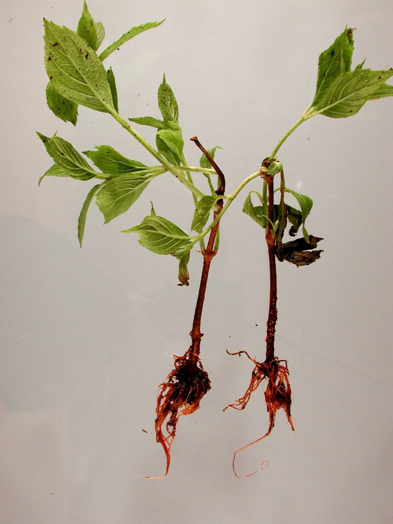 Persistent wilt warrants inspection beyond irrigation
