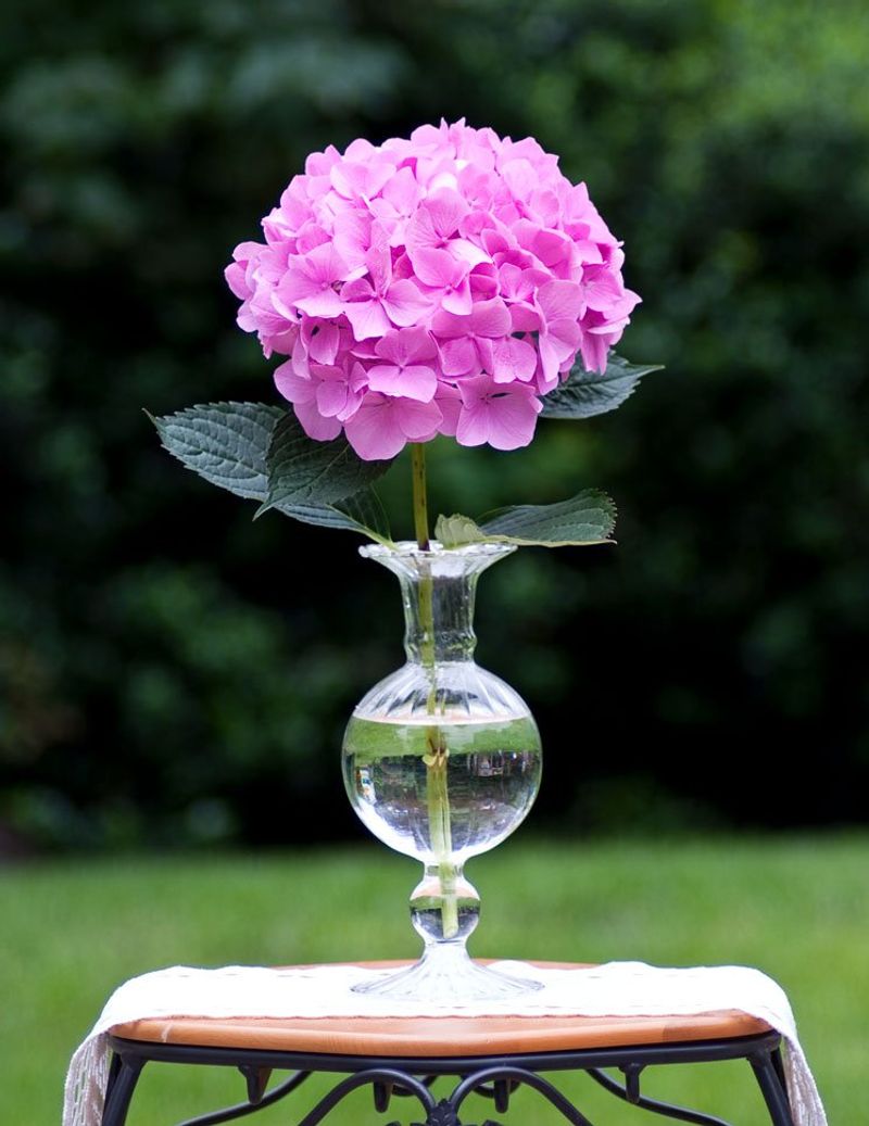 Move Blooms Indoors as Cut Flowers if the Plant Is Struggling