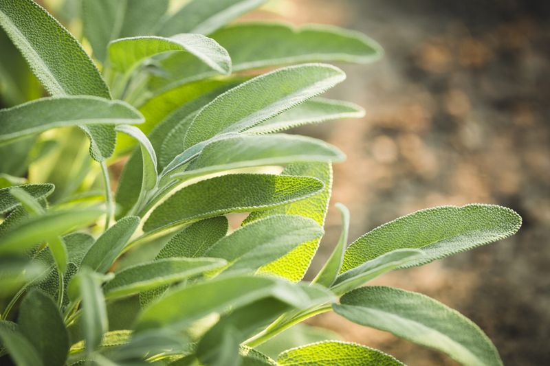 Make a conservative cut while the foliage remains healthy