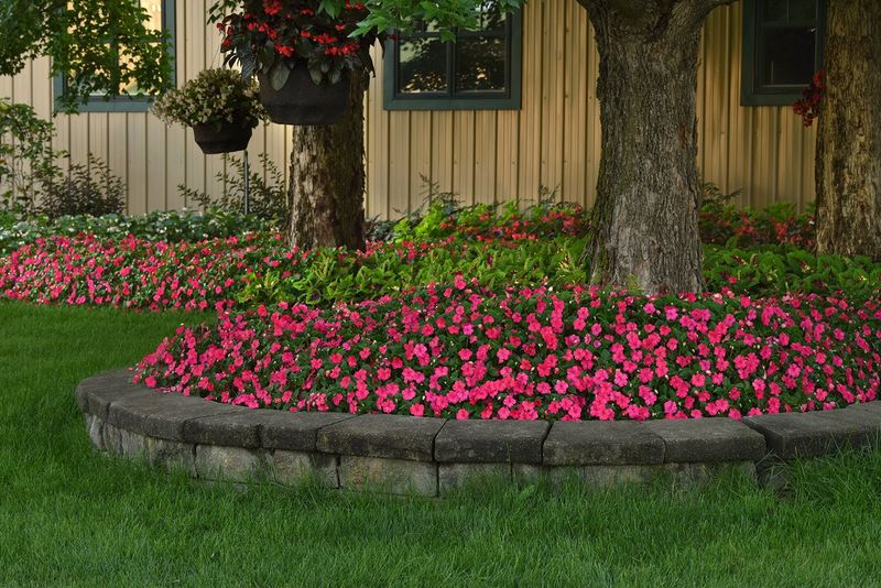 Impatiens
