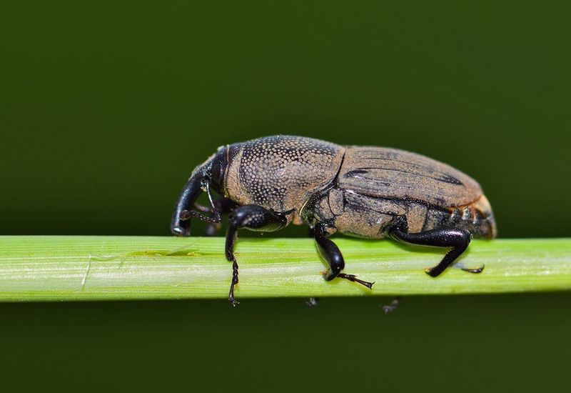 Billbugs