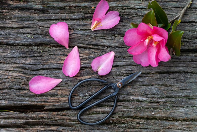 Avoid late pruning that removes developing buds