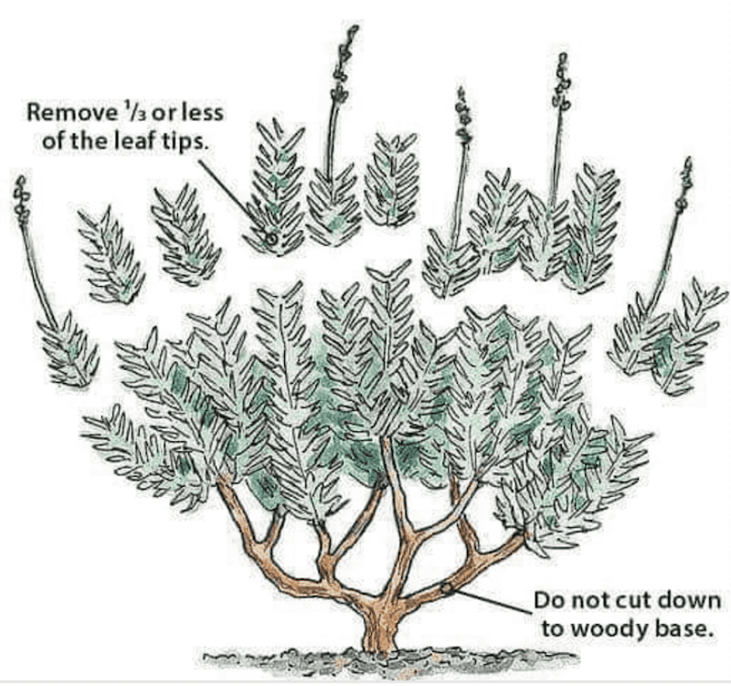 Prune Every Spring for Bushier Growth